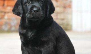 纯种拉布拉多犬价格